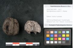 Foto (Objekt + Etikett) von Spondylostrobus smythii F.V. Mueller (NHMW-GEO-2024-0188-10400)